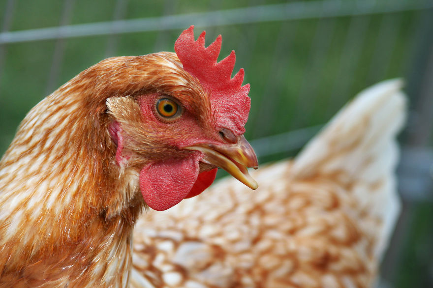11 Reasons Chickens Do Not Like Nandos!