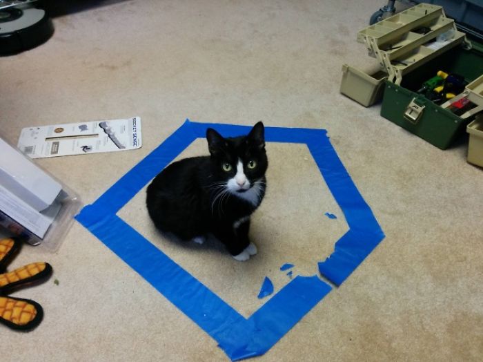 How To Catch A Cat In A Trap