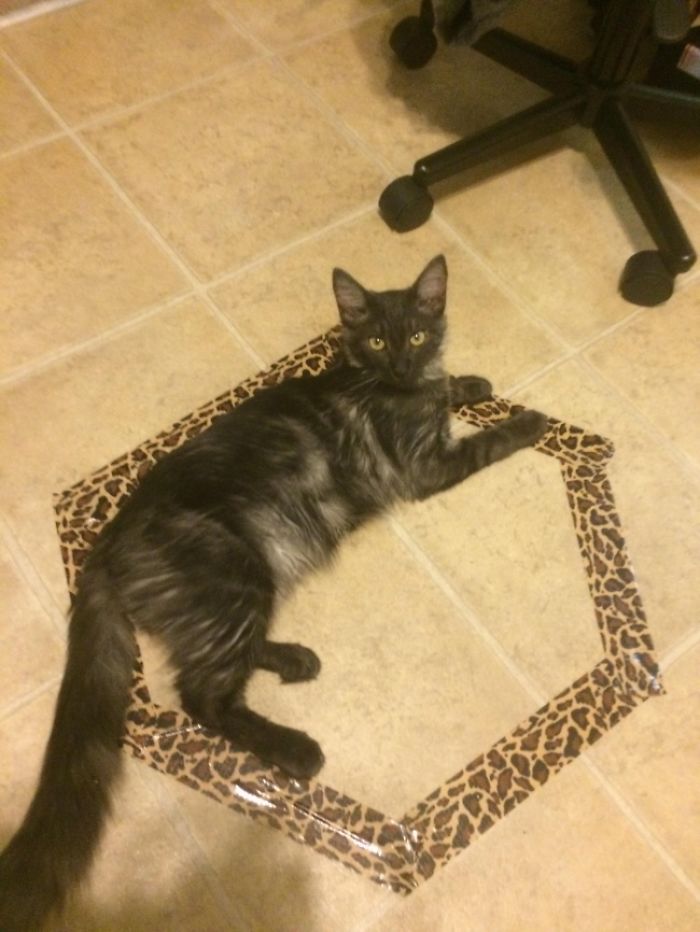 How To Catch A Cat In A Trap