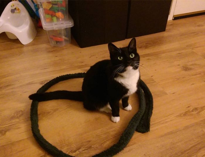 How To Catch A Cat In A Trap