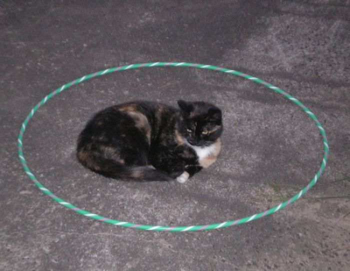 How To Catch A Cat In A Trap
