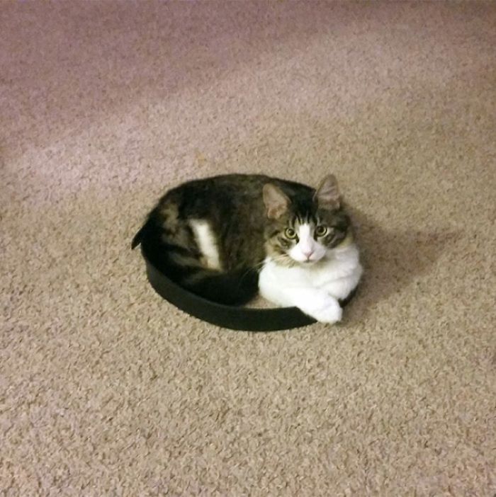 How To Catch A Cat In A Trap