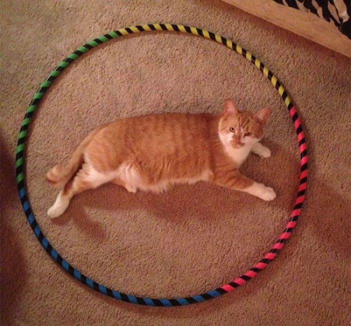 How To Catch A Cat In A Trap