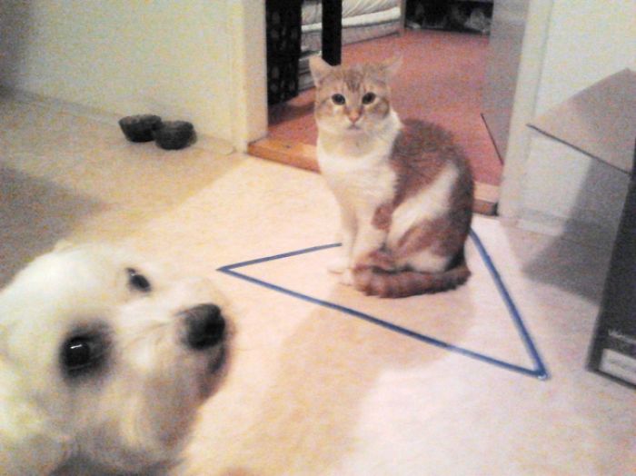 How To Catch A Cat In A Trap