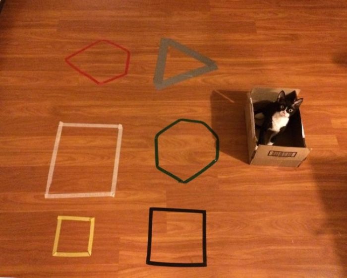 How To Catch A Cat In A Trap
