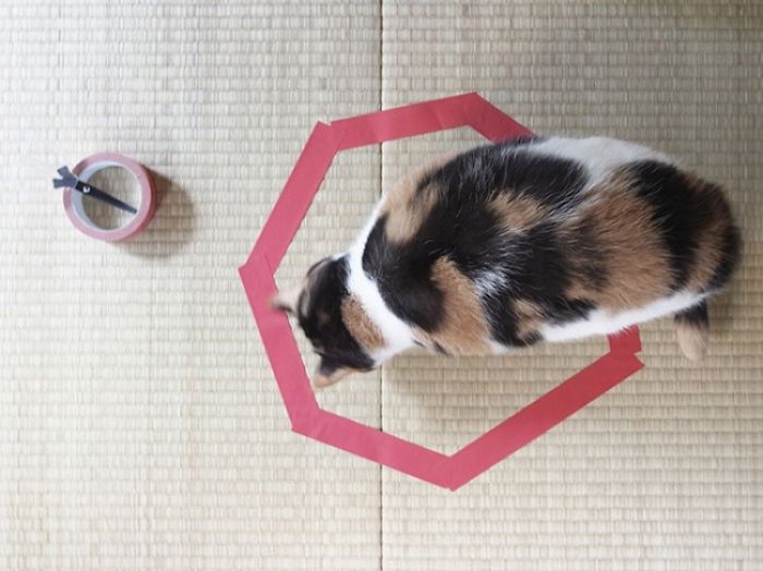 How To Catch A Cat In A Trap