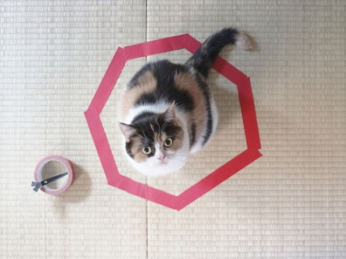 How To Catch A Cat In A Trap