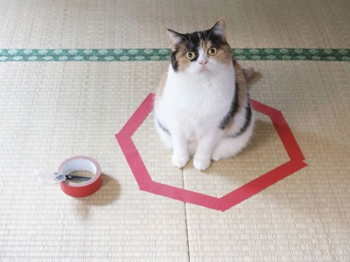 How To Catch A Cat In A Trap