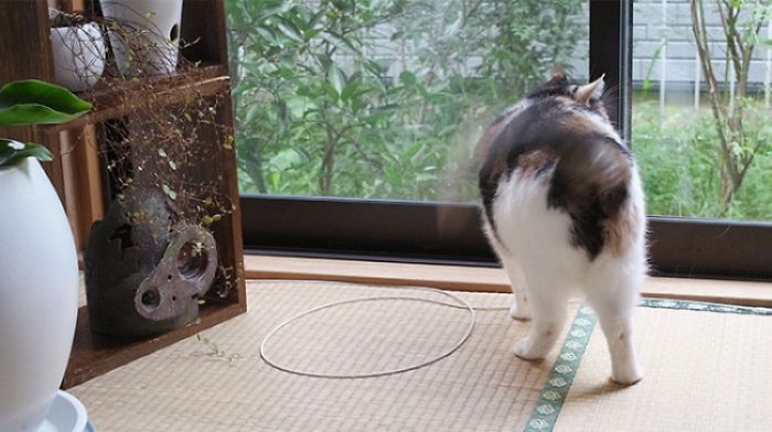 How To Catch A Cat In A Trap