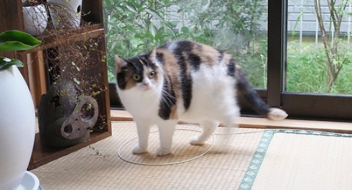 How To Catch A Cat In A Trap