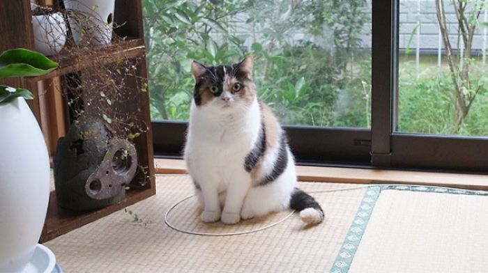 How To Catch A Cat In A Trap