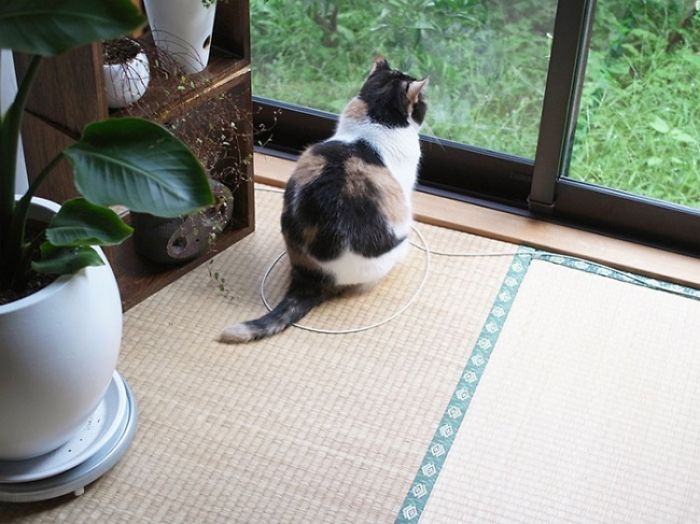 How To Catch A Cat In A Trap