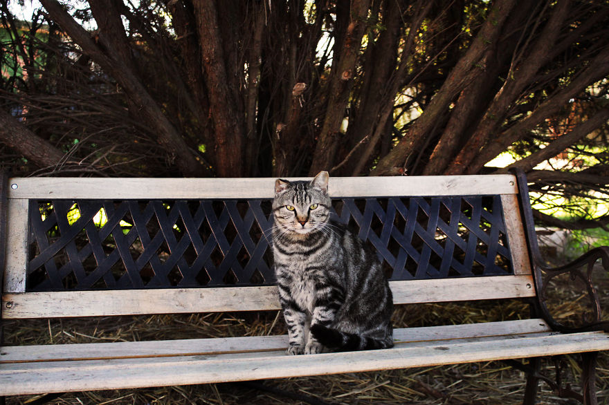 Every Week I Photograph Cats At The Largest No-kill Cat Sanctuary In California (700+ Cats)