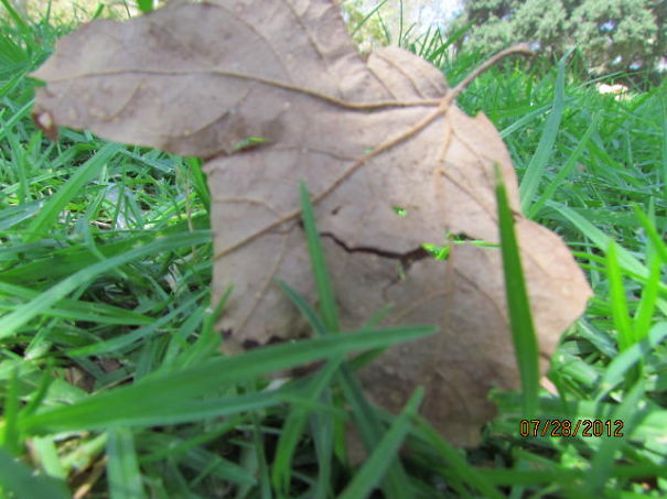 Queasy Leaf