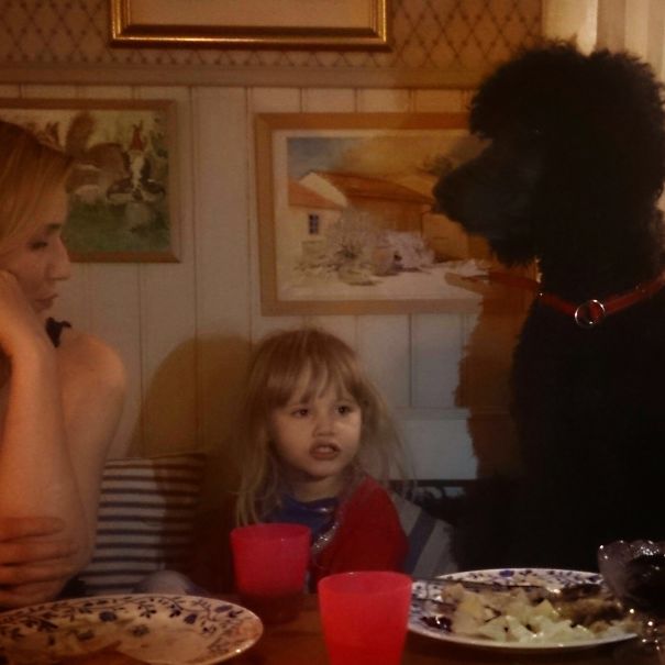 My Lovely Kings Poodle Named Ruff Has A Great Love For Little Children, Here With My Grand Daug