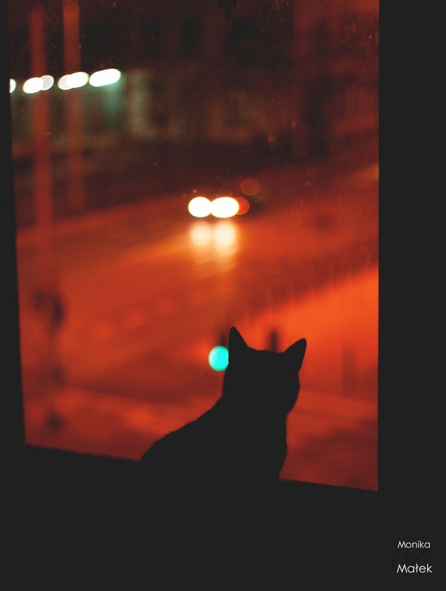 Cat In The Window.