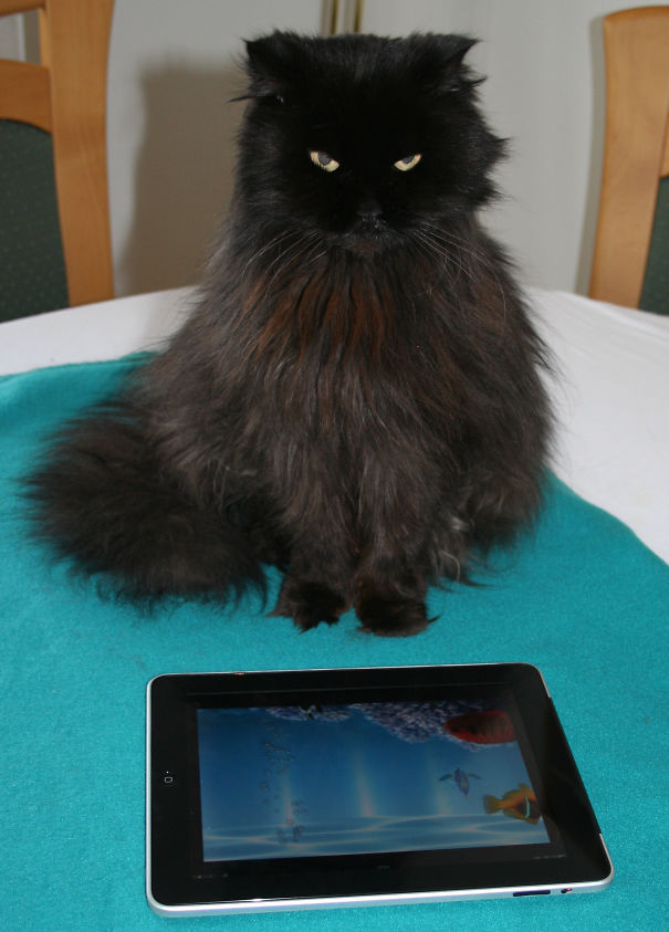 Our Beloved Tomcat, Sitting On The Dinner Table And Enjoying The Ipad Aquarium