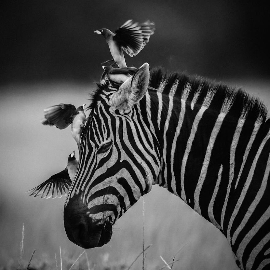 Dramatic Black And White Photos Of African Wildlife By Laurent Baheux |  Bored Panda