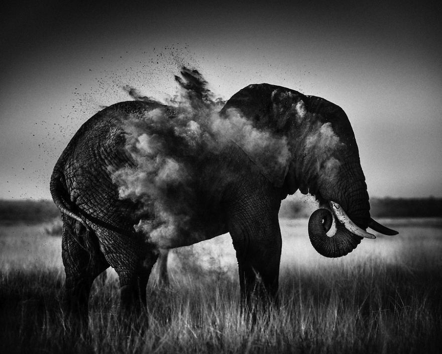 Fotografías de animales en blanco y negro - Ecología 