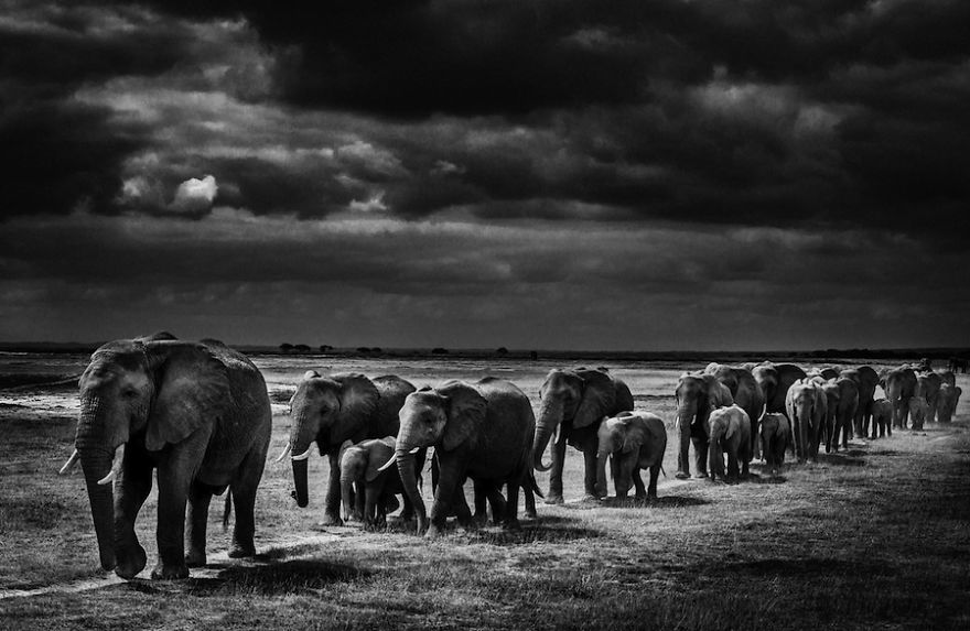 Dramatic Black And White Photos Of African Wildlife By Laurent Baheux