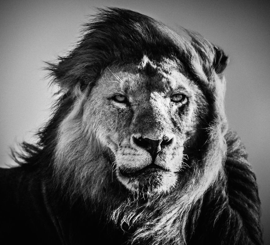 Dramatic Black And White Photos Of African Wildlife By