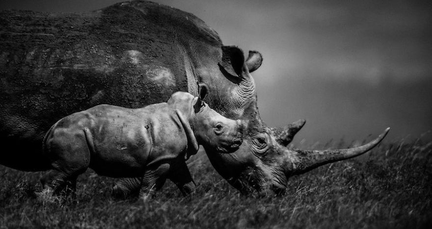 Dramatic Black And White Photos Of African Wildlife By Laurent Baheux