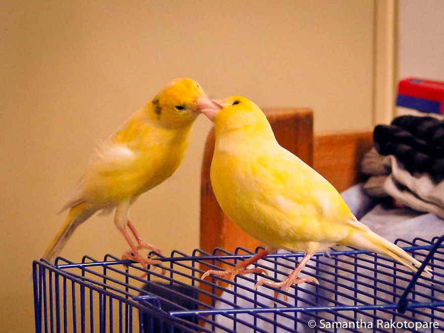 My Canaries, Lewis And Fifi
