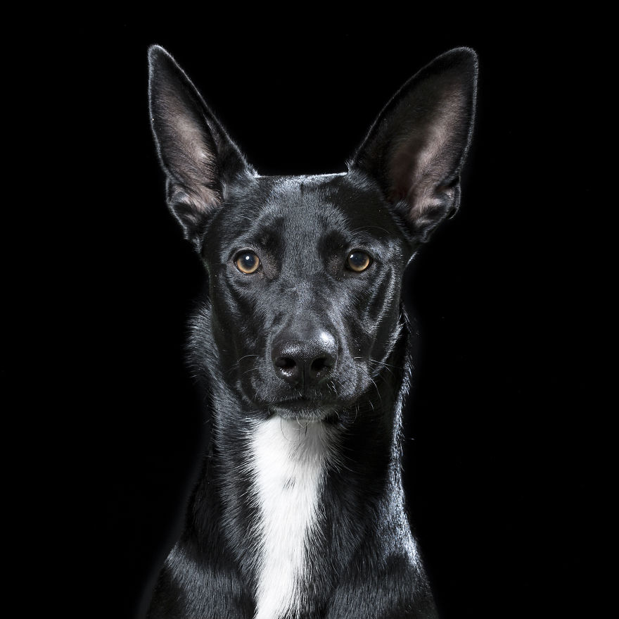 I Take Personal Portraits Of Dogs, Cats And Horses