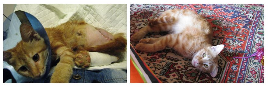 Mazdak(means Wise Little Guy In Persian)lost His Leg In A Car Accident In The Streets Of Tehran