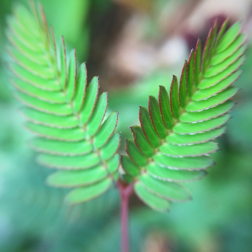 Photomacrography Of Flora Through My iPhone Lens