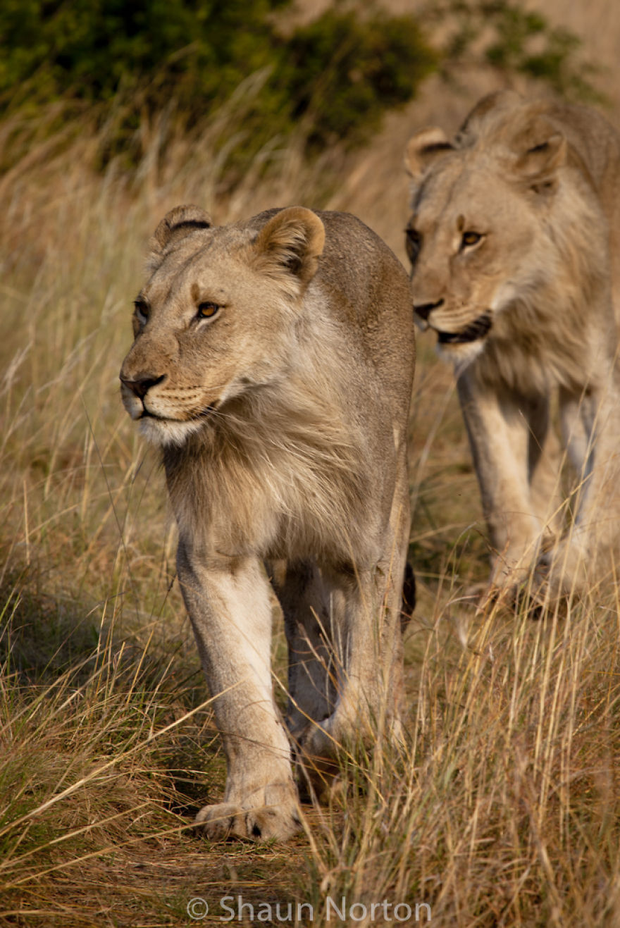 Photos Of South African Wildlife By A Field Guide In Training