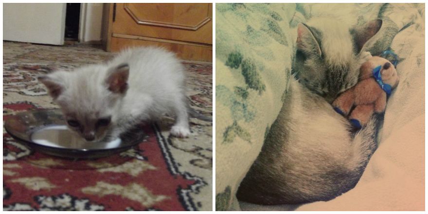 Didi, At 2 Weeks Old ( Found In A Bush )and Now,after 3 Years In My Home With Her Teddy Bear.