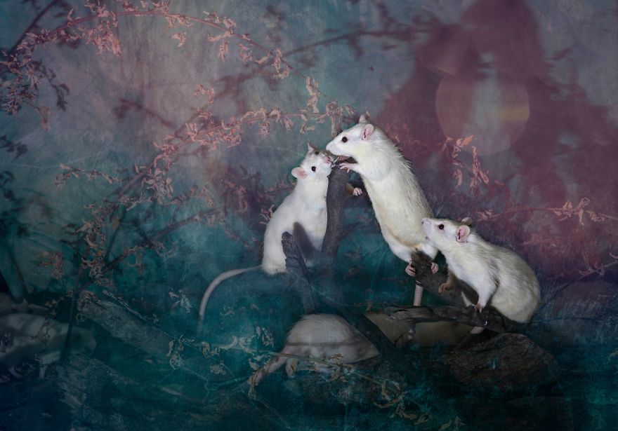 Animals Rescued From Labs Become Magic Models In Alice-In-Wonderland Photoshoot