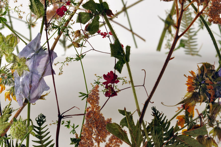 Spanish Artist Creates Delicate Pressed Flower Sculptures From The Most Famous European Gardens