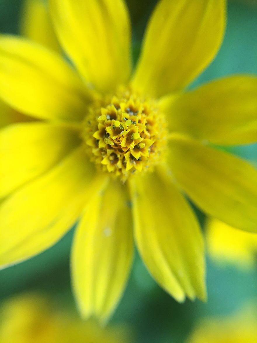 Photomacrography Of Flora Through My iPhone Lens