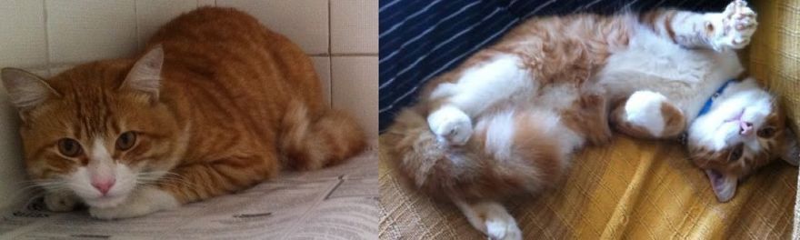 Theo. Before: Scared And Lonely - Now: The Sweetest Cat Ever.