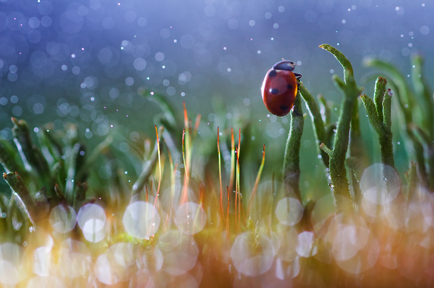 The Bright And Shiny Life Of Small Things As Seen By Photographer Vadim Trunov