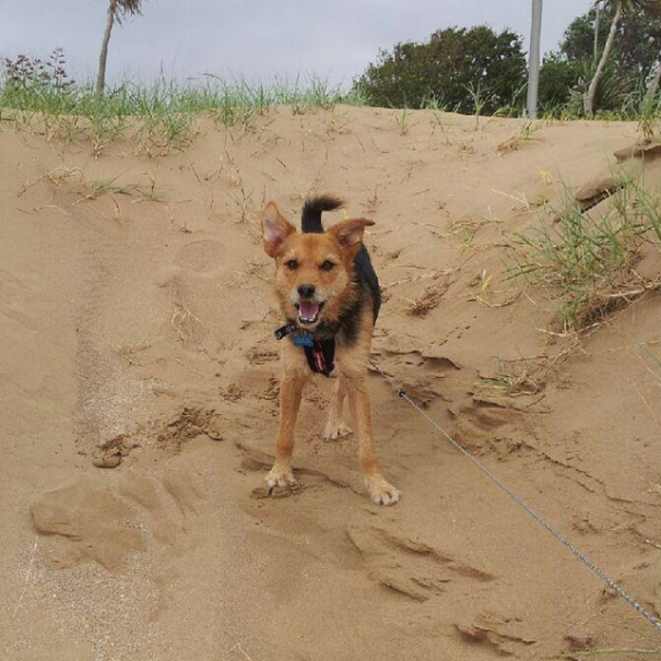 The Three Legged Rescue Dog Who Found His Home!