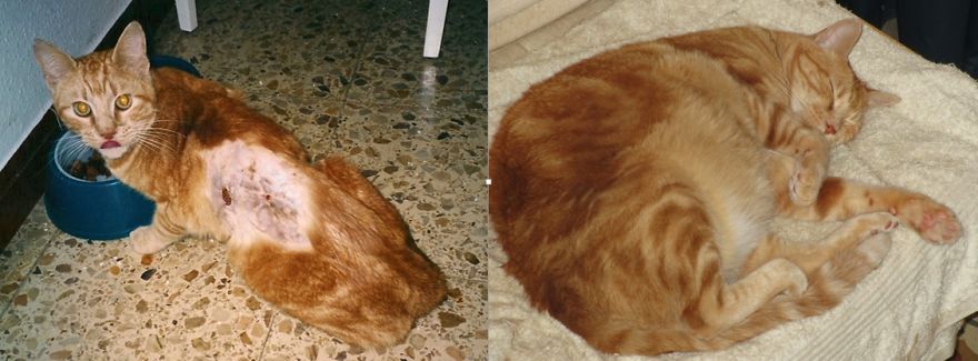 Garfield - Before And After I Rescued Him And Helped Him To Get Himself Better.