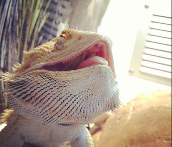 Laughing Dragon Finds Everything Funny