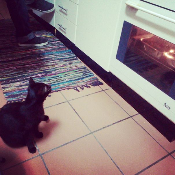 Xica The Cat Waiting For Her Meal, Roasted Turkey...