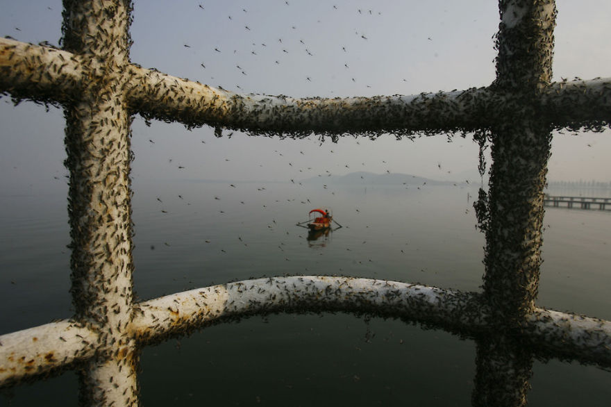 Flies Gather On Railings Because Of Polluted Water, East Lake, Wuhan