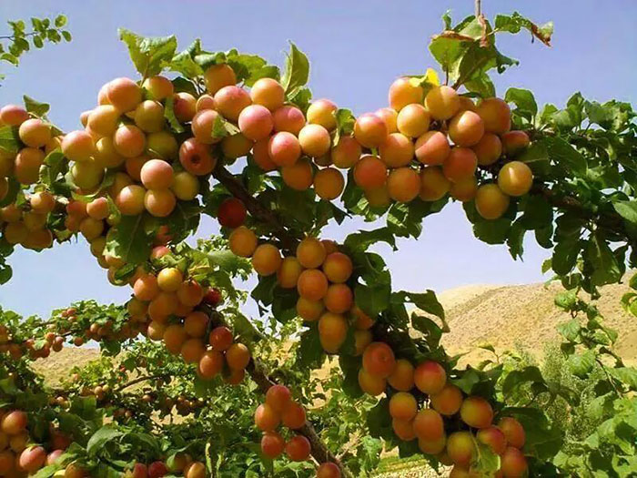 Afghanistan You Never See By Journalist Bilal Sarwary