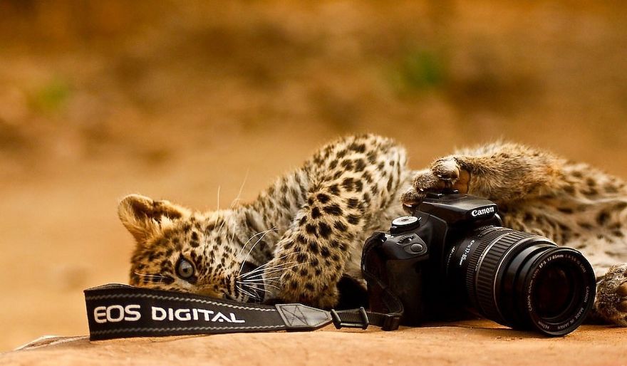 Leopard With Camera