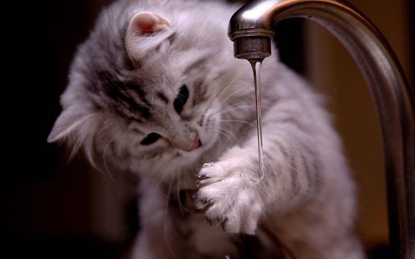 Cutie Interested In Water