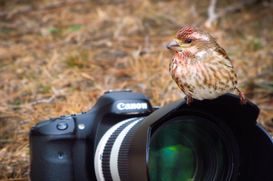 Mr. Photography Bird