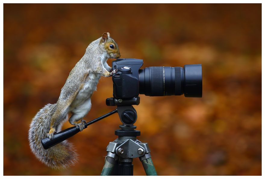 A Wild Grey Squirrel Getting To Grips With An Slr Against A Background Of Fallen Leaves