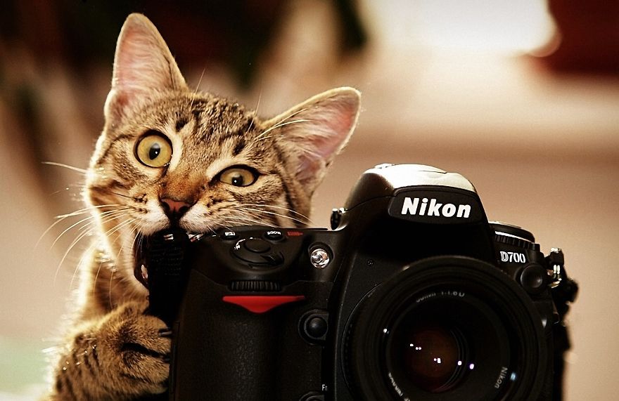 Cat With Nikon Camera