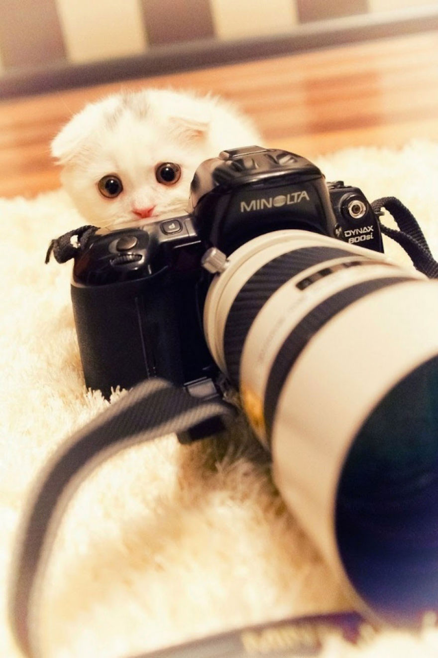 Furry Photographer
