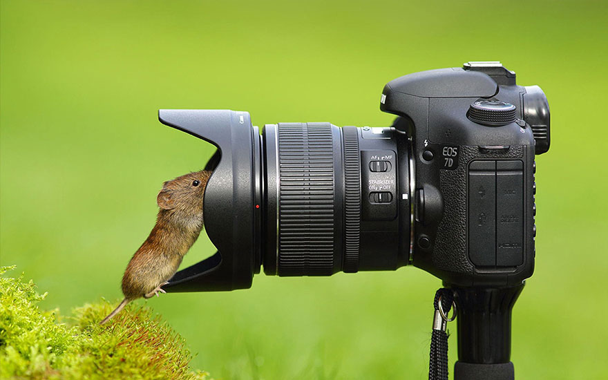 A Wild Bank Vole Taking Selfie
